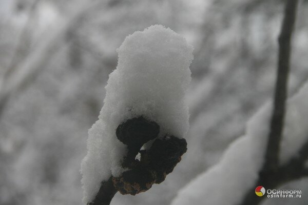 Фото дня: Снежное утро 9 декабря 2013г