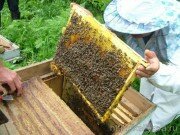 Пчеловодство - одно из перспективных направлений сельского хозяйства