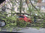 Шквалистый ветер во Владикавказе валит деревья и сносит кровлю с крыш