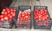 Тепличное хозяйство братьев Хубежовых радует цхинвальцев отборными томатами