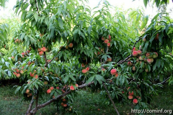 Фермеру из села Хелчуа трудно реализовать выращенные персики