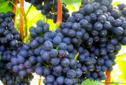 Южная Осетия является идеальным местом для выращивания винограда