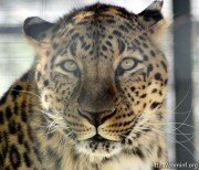 Бестауты о местонахождении леопарда в Южной Осетии: надеемся, что он жив