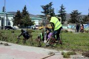 Петуниями, бархатцами и кустарниками озеленят Южную Осетию