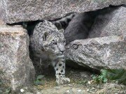Пропавший леопард Эльбрус, возможно, перешел на южный склон Кавказского хребта