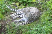Кот, который гуляет сам по себе:леопард Эльбрус воскрес и скрывается от учёных