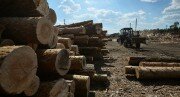 Реальный сектор: в Южной Осетии откроется деревообрабатывающее предприятие 