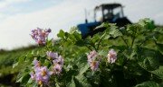 Дзауском районе Южной Осетии высадят шесть гектаров картофеля