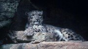 Ученые скорректируют программу выпуска леопардов в Осетии