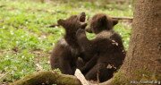 Медвежата Маша и Даша адаптируются в заповеднике Знаурского района Южной Осетии