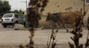 "Коррида" на дорогах. Почему в Цхинвале скот разгуливает по улицам?